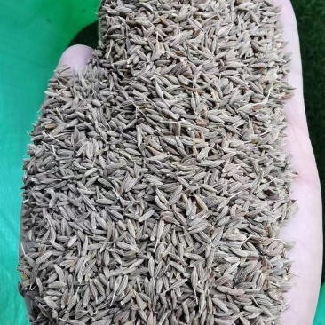 孜然孜然粉批发价格实惠