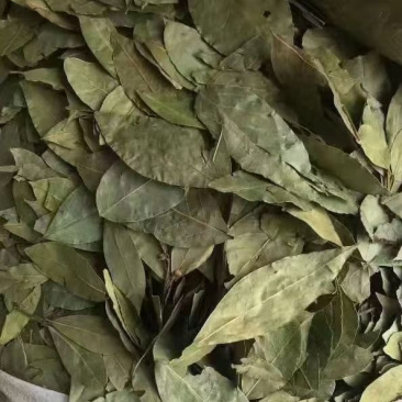香叶进口批发价食品厂等级