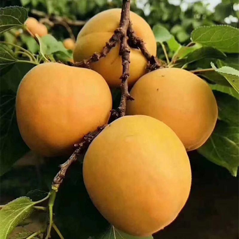 大黄杏【金太阳】【胭脂红杏】农家种植，现摘现发