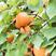 大黄杏【金太阳】【胭脂红杏】农家种植，现摘现发