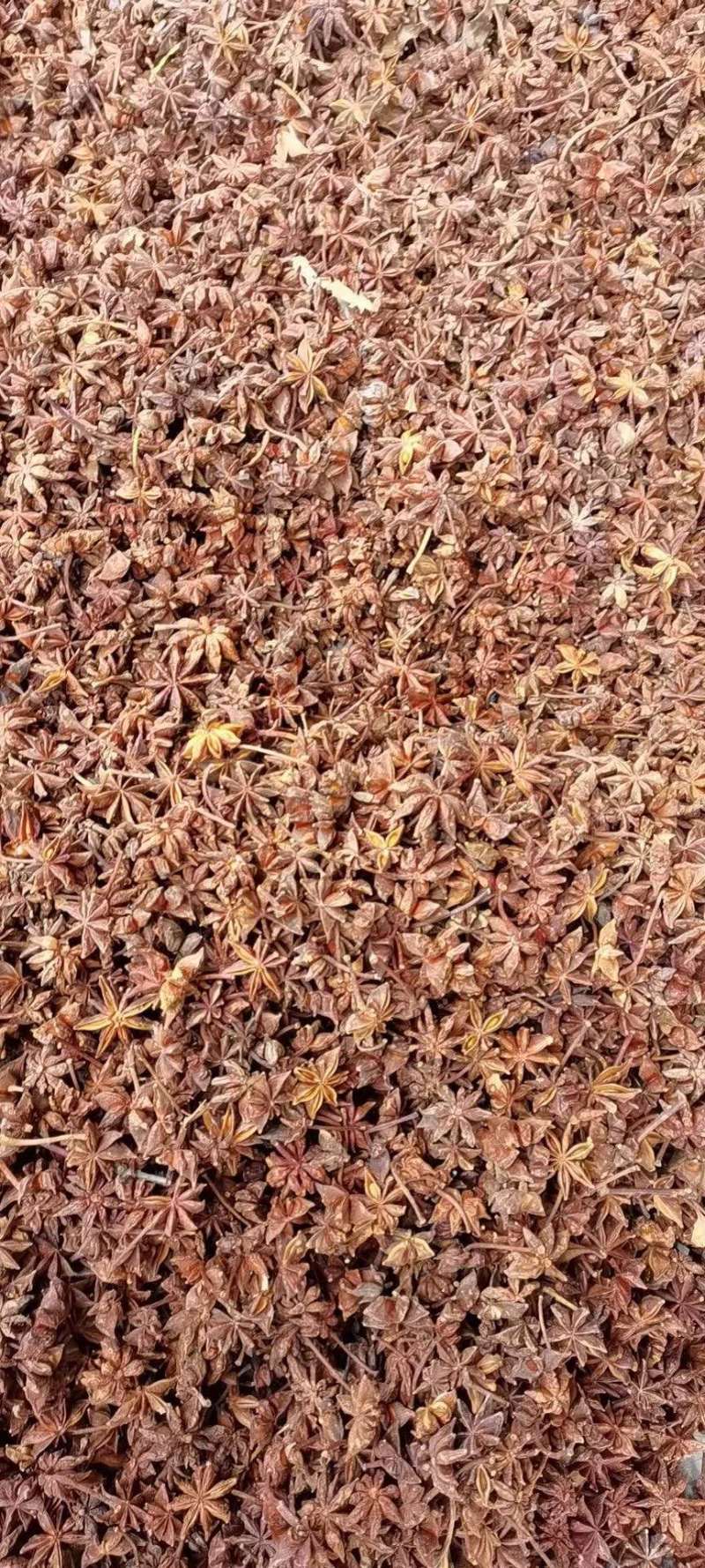 广西大红八角干支八角春花八角八角碎片规格多产地直销