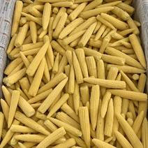 精品玉米笋，新鲜现货供应