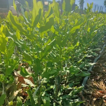 夏威夷果苗嫁接，桂热一号