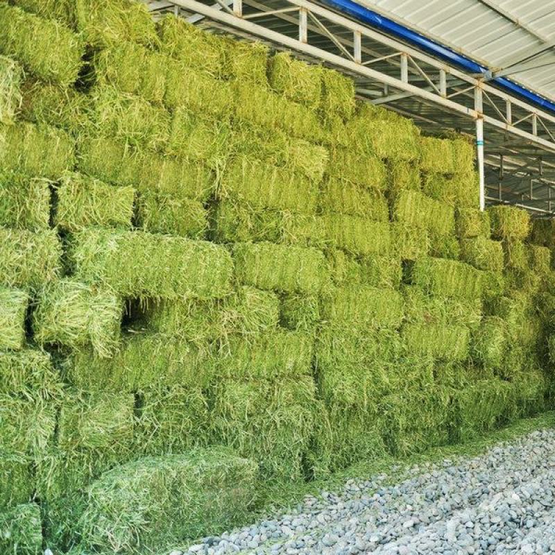 售紫花苜蓿千亩还有青储玉米