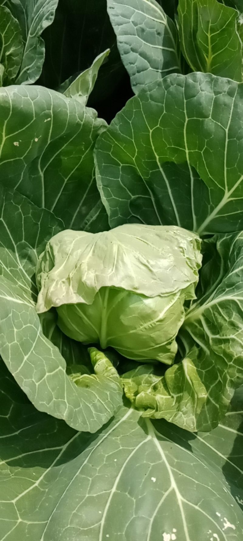 精品甘蓝，圆包菜，商品货，加工厂货。质优价廉，产地直发，
