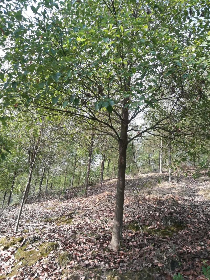湖北全冠香樟12公分，湖南郴州全冠香樟，12公分全冠香樟