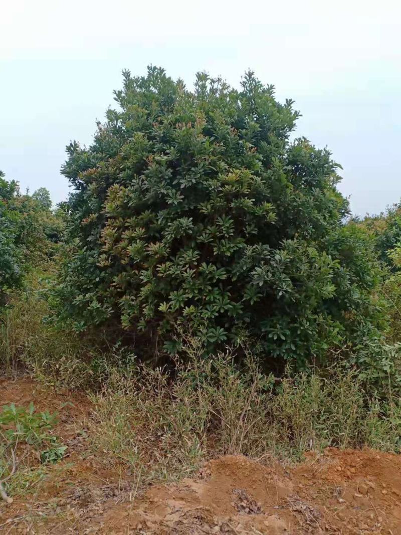 精品杨梅树，郴州杨梅树，广东2.5的杨梅球，福建杨梅地苗