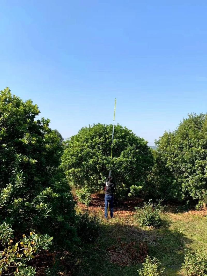 精品杨梅树，郴州杨梅树，广东2.5的杨梅球，福建杨梅地苗