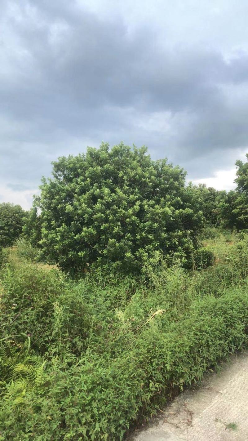 精品杨梅树，郴州杨梅树，广东2.5的杨梅球，福建杨梅地苗