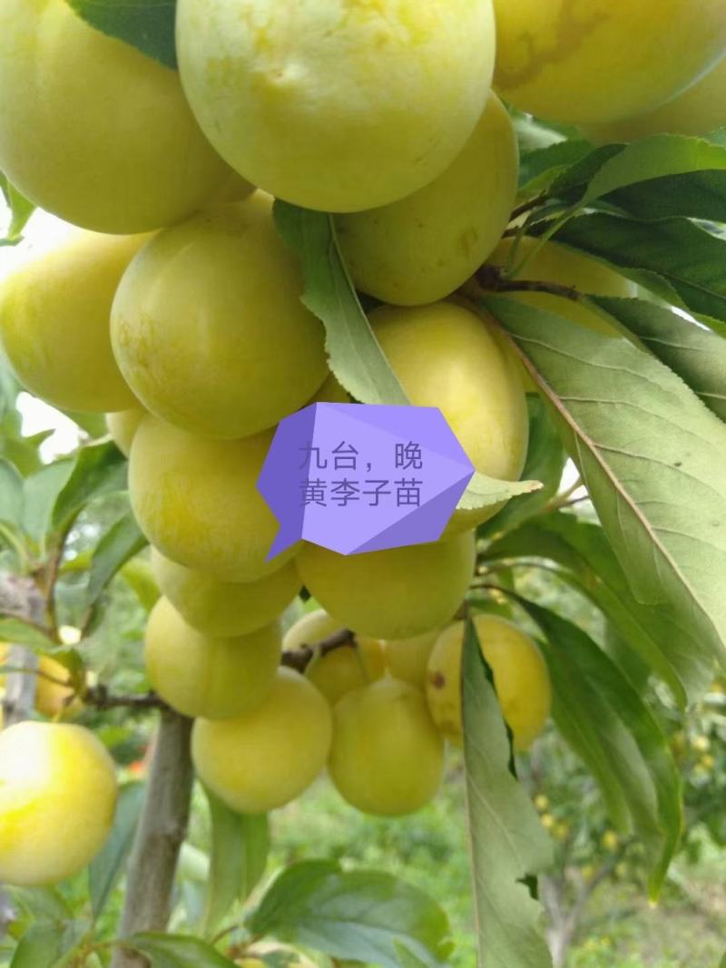 假一培自己家的苗甫各种树苗绿化树杏树李子五角风鸡心果苗