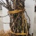猕猴桃苗/红心猕猴桃苗/翠玉猕猴桃苗/东红，红阳，楚红苗