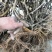 猕猴桃苗/红心猕猴桃苗/翠玉猕猴桃苗/东红，红阳，楚红苗