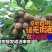 猕猴桃苗/红心猕猴桃苗/翠玉猕猴桃苗/东红，红阳，楚红苗
