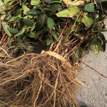 湖南湘蕾5号金银花苗量大从优，提供产品回收