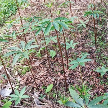 华重楼七叶一枝花中药材种苗