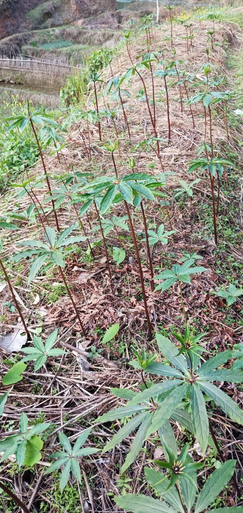 华重楼七叶一枝花中药材种苗