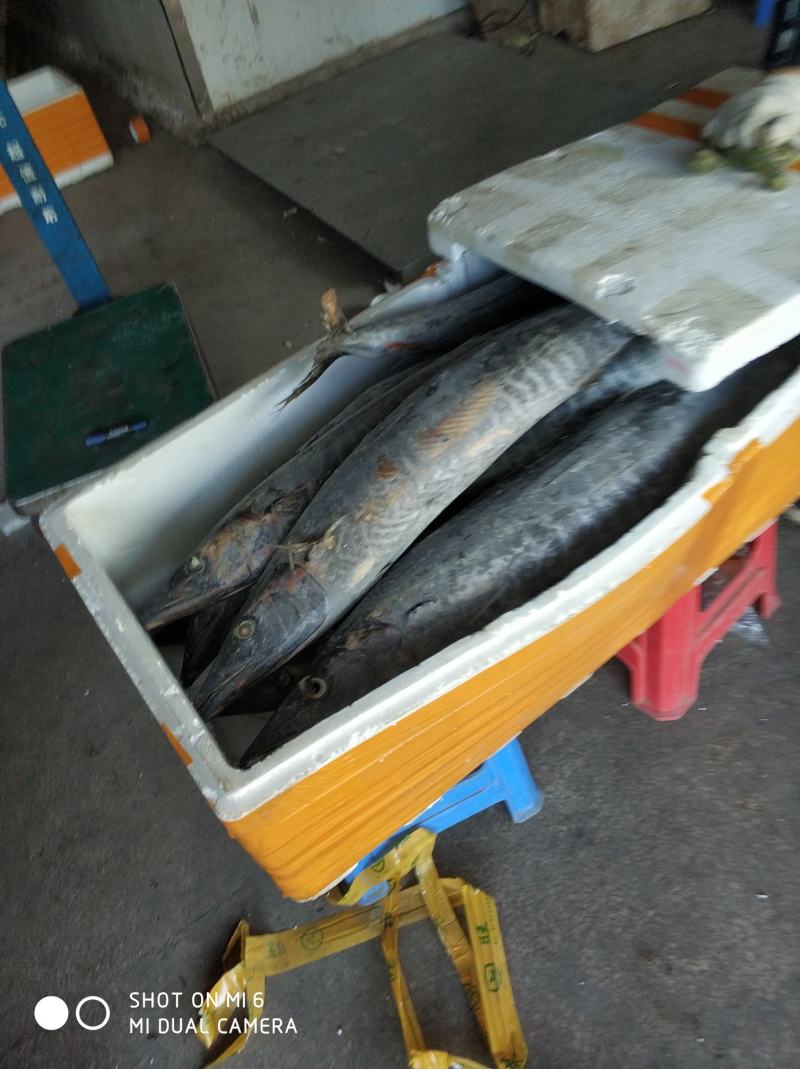 三沙黑马鲛，南海深海马鲛，切片好原料，提供原条或者包切片