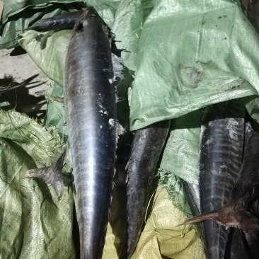 三沙黑马鲛，南海深海马鲛，切片好原料，提供原条或者包切片