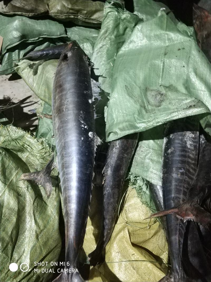 三沙黑马鲛，南海深海马鲛，切片好原料，提供原条或者包切片
