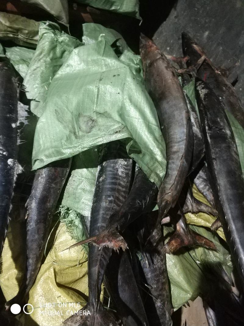 三沙黑马鲛，南海深海马鲛，切片好原料，提供原条或者包切片