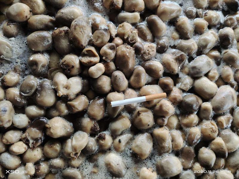 常年出售草菇菌种免费传授高产地栽技术产品统货市场价包销