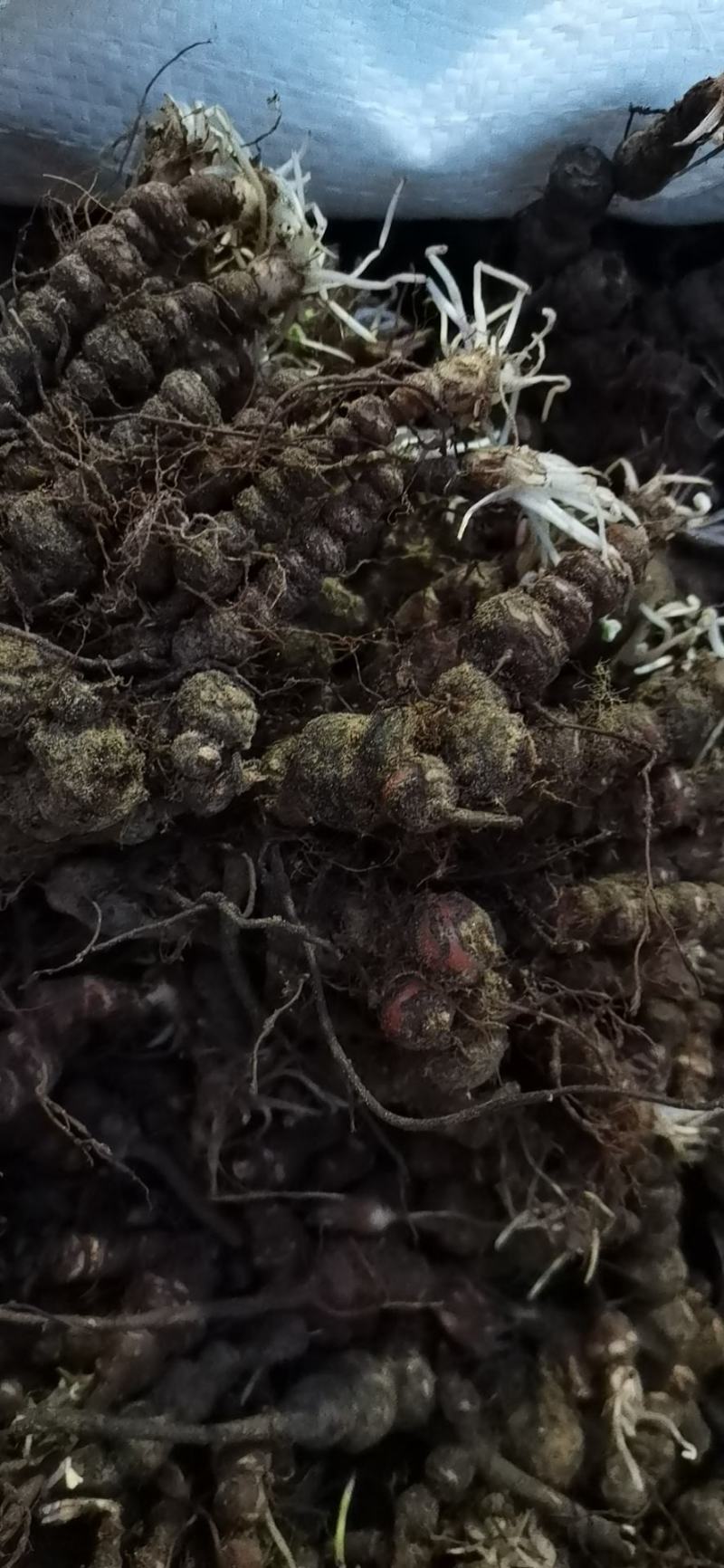 酢浆草红花酢浆草杂酱草炸酱草绿叶红花酢浆草适合四季种植