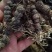 酢浆草红花酢浆草红花杂酱草青叶炸酱草种球大量批发