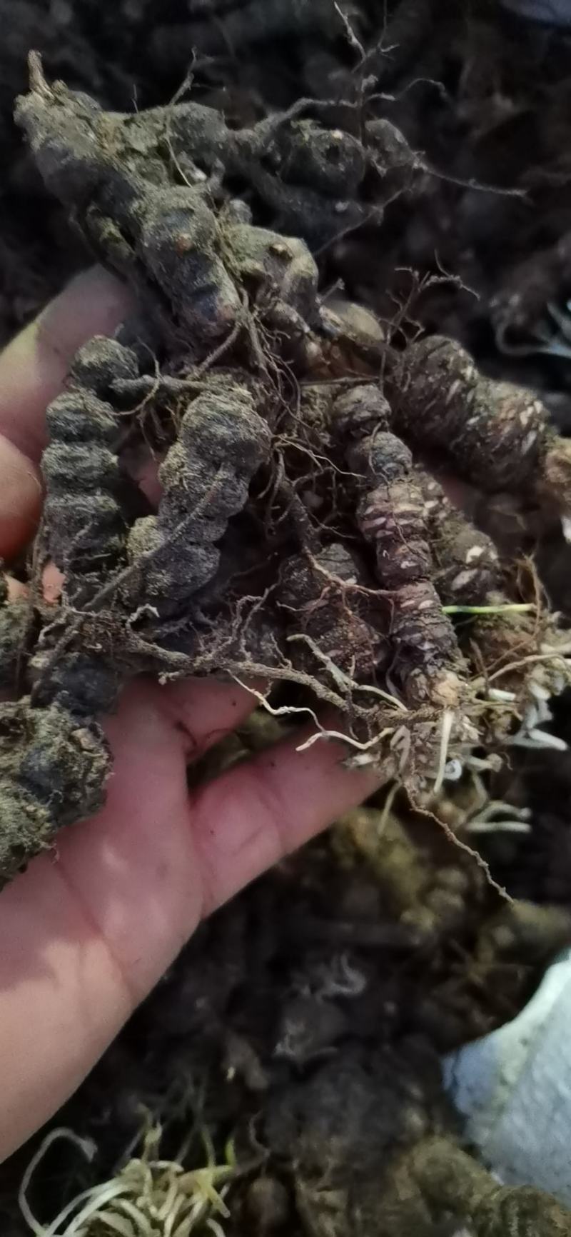 酢浆草红花酢浆草红花杂酱草青叶炸酱草种球大量批发