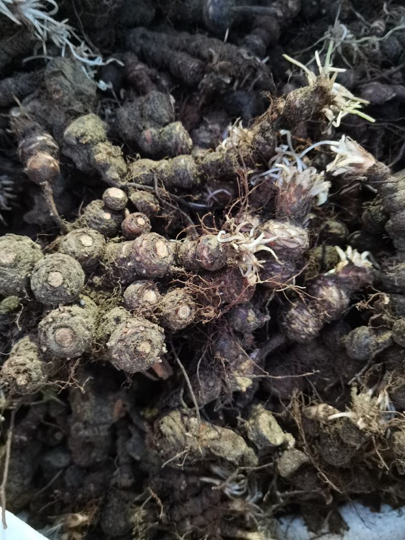 酢浆草红花酢浆草红花杂酱草青叶炸酱草种球大量批发