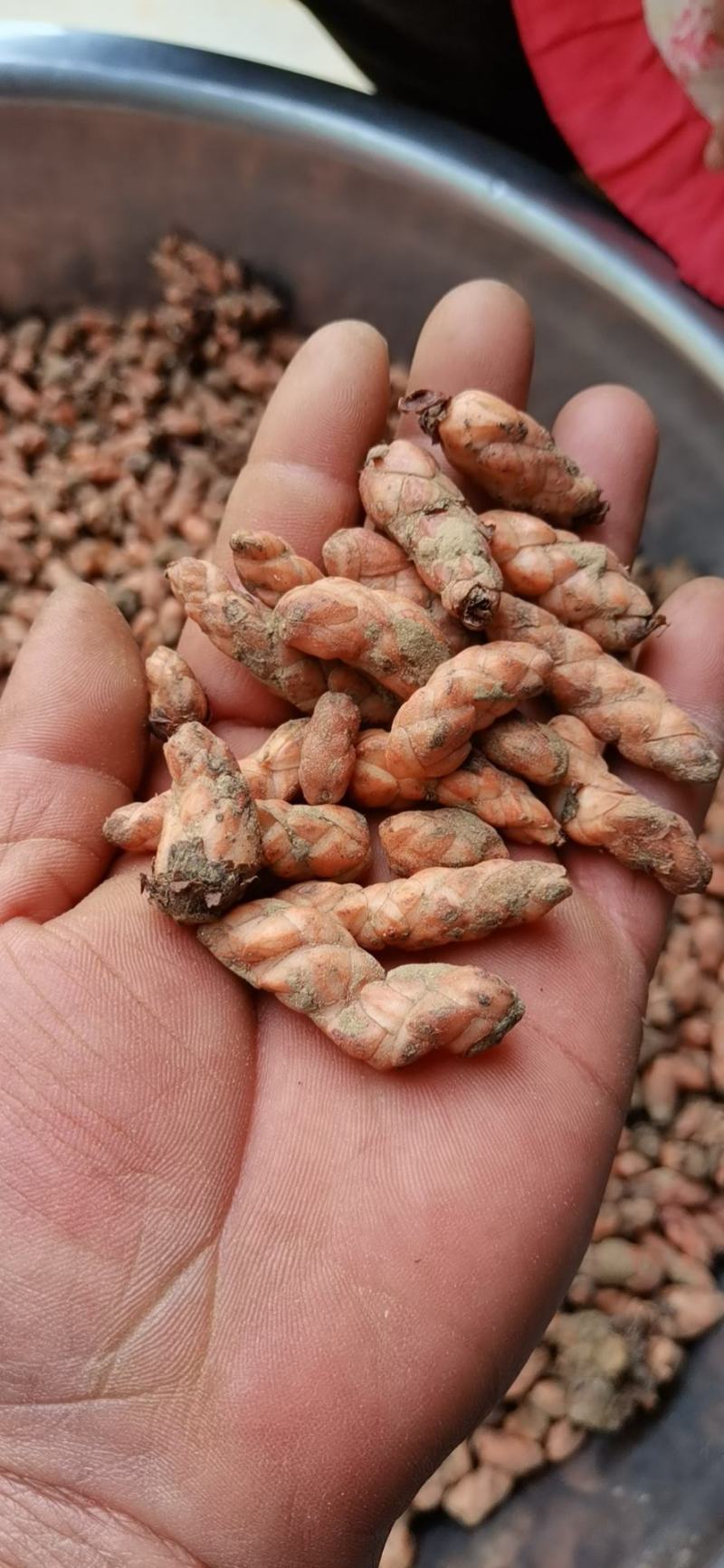 紫叶酢浆草紫叶杂浆草紫叶炸酱草种球大量批发