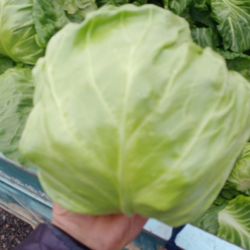 [牛商推荐]甘蓝聊城甘蓝产地直发，视频看货，货源充足