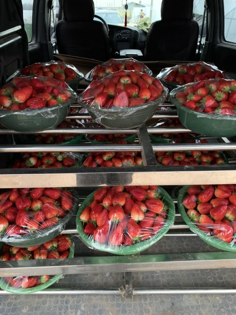 草莓（意大利17，早红草莓）