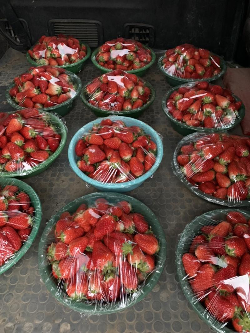 草莓（意大利17，早红草莓）
