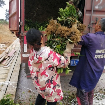 茶树苗，经济茶树苗和绿化茶树苗