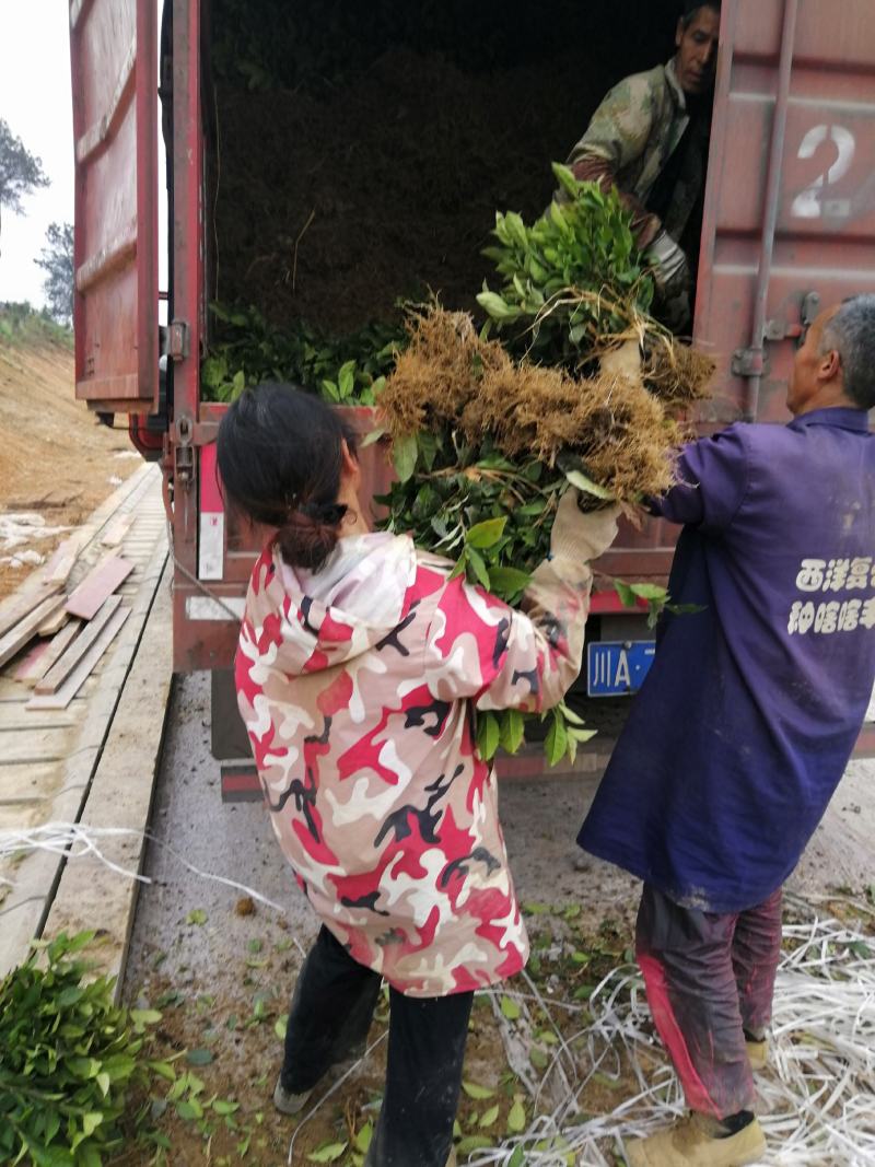 茶树苗，经济茶树苗和绿化茶树苗