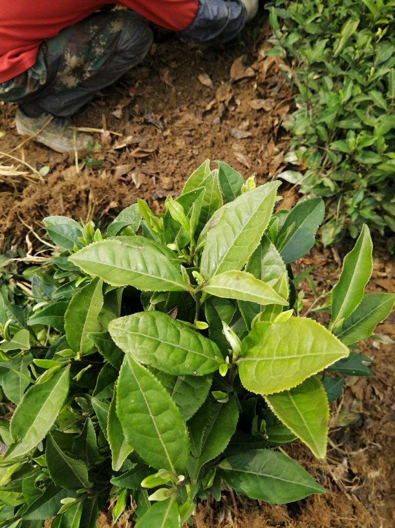 茶树苗，经济茶树苗和绿化茶树苗