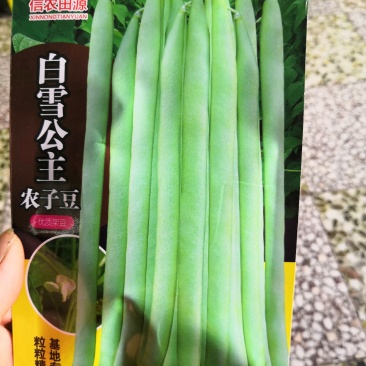 白雪公子，优质四季豆种子