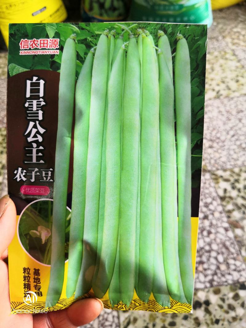 白雪公子，优质四季豆种子
