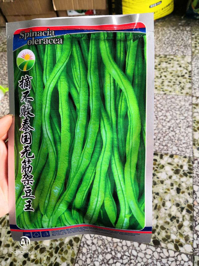 无筯架王四季豆种子，春秋大棚露底均可栽培