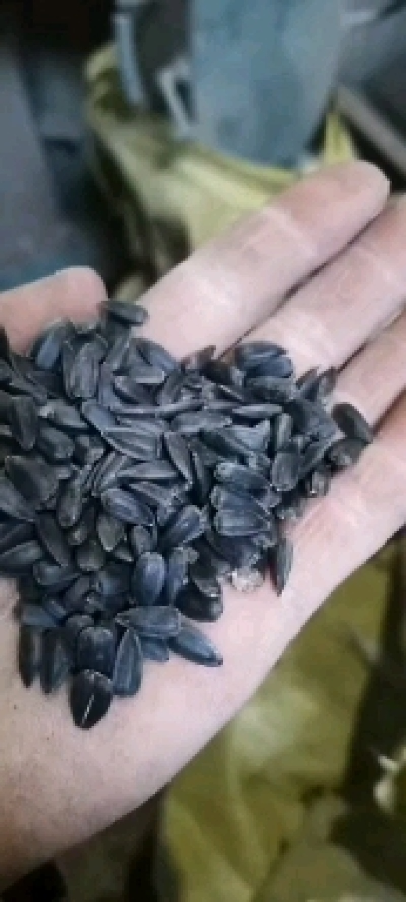 油葵过风过筛精选当地货