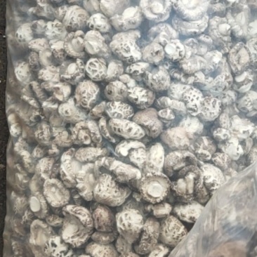 干香菇，干度好，量大，