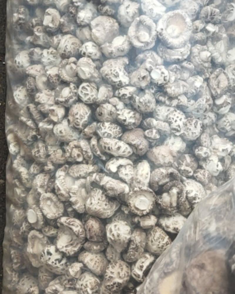 干香菇，干度好，量大，
