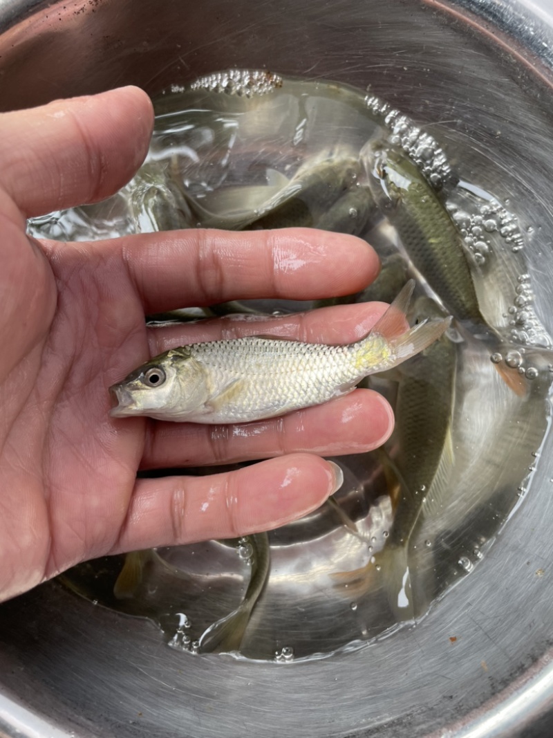 鲤鱼苗，金背鲤鱼苗，优质苗种生长速度快，抗病能力强。