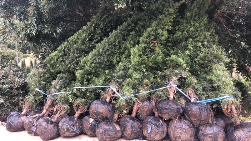 塔型罗汉松宝塔型罗汉松