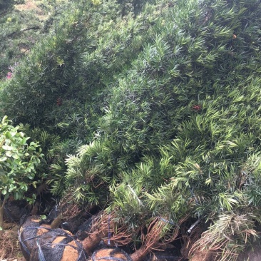 塔型罗汉松宝塔型罗汉松