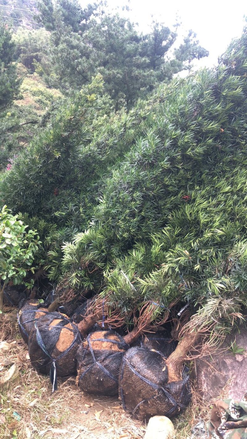 塔型罗汉松宝塔型罗汉松