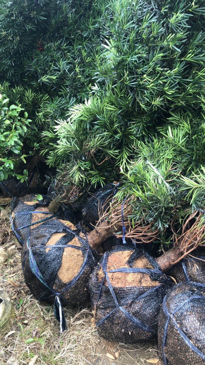 塔型罗汉松宝塔型罗汉松