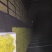 玉米芽，玉米苗，玉米，酒店盘饰，，，，，