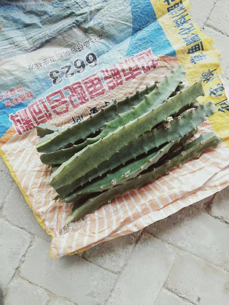 黄龙果苗30-50cm厄燕种苗火龙果苗麒麟果枝条苗