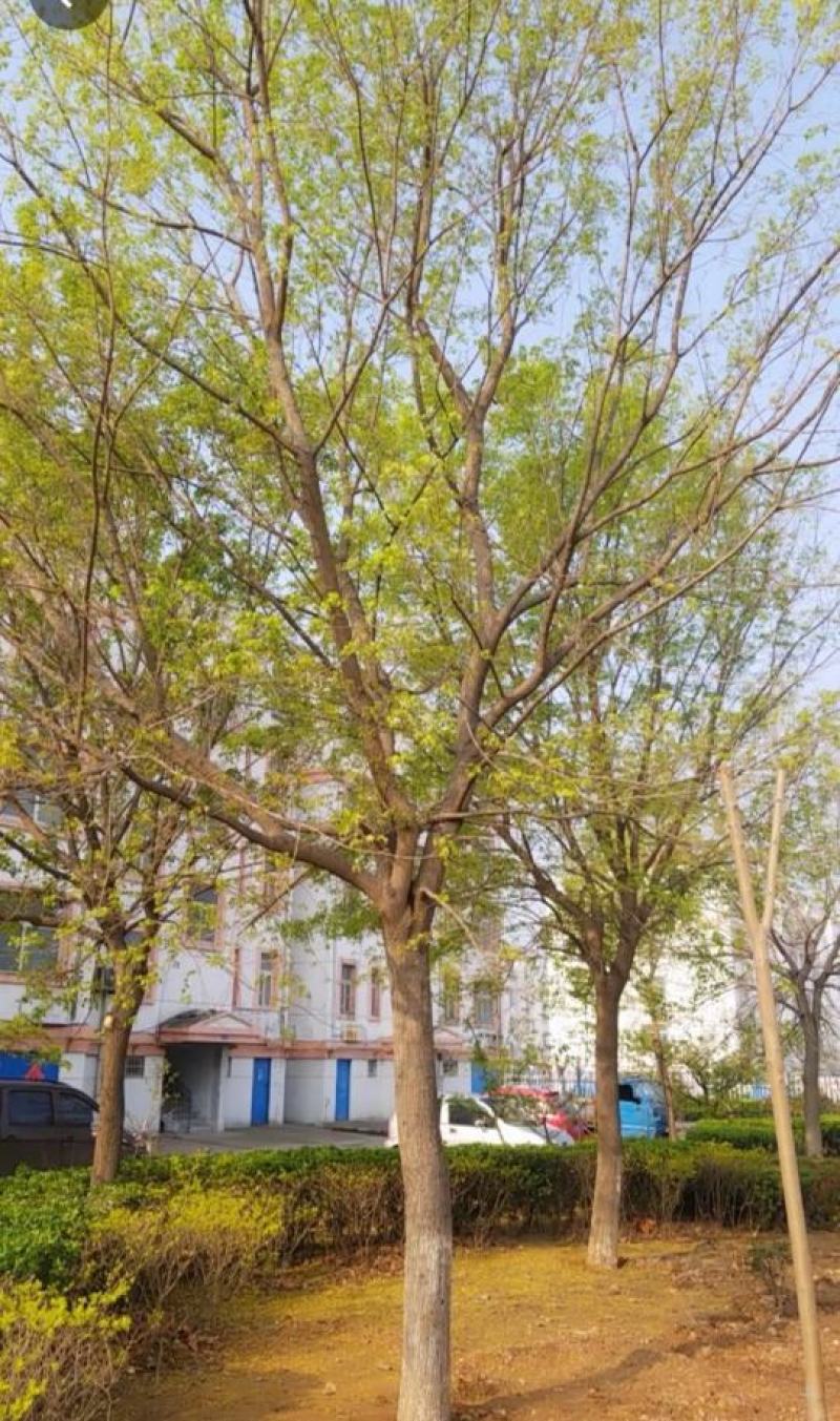 五角枫3~25公分（上车价）